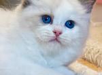 JULIET - Ragdoll Kitten For Sale - Brooklyn, NY, US