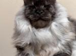 Gorgeous Main Coon - Maine Coon Kitten For Sale - FL, US