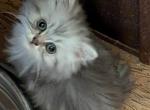 Beautiful CFA Registered Silver Shaded Persian - Persian Kitten For Sale - Perry, FL, US