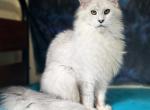 Pure Shaded girl - Maine Coon Kitten For Sale - FL, US