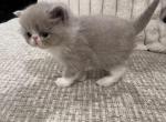 Cotton - Exotic Kitten For Sale - 