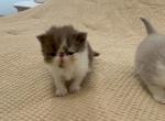 Cesar - Exotic Kitten For Sale - 