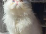 CFA registered white dollface persian male - Persian Kitten For Sale - San Jose, CA, US