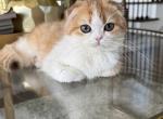 Kira - Scottish Fold Kitten For Sale - 