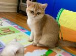 Lana - British Shorthair Kitten For Sale - New York, NY, US