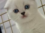 No name yet - Scottish Fold Kitten For Sale - Port Charlotte, FL, US