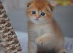 Scottish Fold Boy Inky - Scottish Fold Kitten For Sale - Jersey City, NJ, US