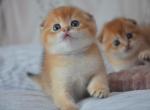 Scottish Fold male Ian - Scottish Fold Kitten For Sale - 