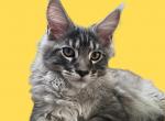 Consul - Maine Coon Kitten For Sale - Houston, TX, US