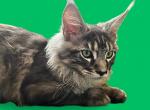 Conor - Maine Coon Kitten For Sale - Gurnee, IL, US