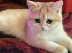 Rita - British Shorthair Kitten For Sale - New York, NY, US