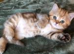 Cappuccino - Scottish Straight Kitten For Sale - 