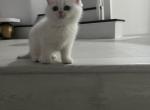 OCkittens - British Shorthair Kitten For Sale - Mission Viejo, CA, US