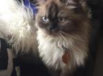 Himalayan - Himalayan Cat For Sale - North Olmsted, OH, US