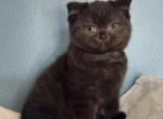 Mochi - British Shorthair Kitten For Sale - Dallas, TX, US