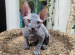 Shadow - Sphynx Kitten For Sale - Boston, MA, US