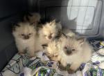 Coco is Expecting - Ragdoll Kitten For Sale - Parker, CO, US