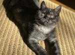 Tobby - British Shorthair Kitten For Sale - 