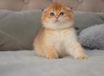 Scottish Fold girl Fiona - Scottish Fold Kitten For Sale - Jersey City, NJ, US