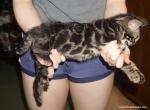 Adorable Charcoal Bengal boy - Bengal Kitten For Sale - Lockport, NY, US