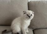 Oreo - Scottish Fold Kitten For Sale - 