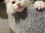 White Boy green - Maine Coon Kitten For Sale - Bryn Athyn, PA, US