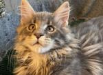 Blue Tabby Boy - Maine Coon Kitten For Sale - Bryn Athyn, PA, US