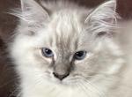 Jack - Ragdoll Kitten For Sale - 