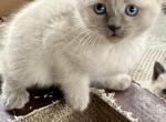 Female - Siamese Kitten For Sale - 