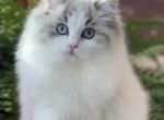 Sprite - Ragdoll Kitten For Sale - 