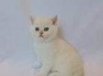 Male British Shorthair Kitten Cream Grey Point - British Shorthair Kitten For Sale - Auburn, WA, US