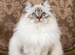 Tiger - Ragdoll Kitten For Sale - 