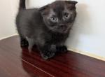 Shiny Black Munchkin - Munchkin Kitten For Sale - Coshocton, OH, US