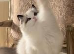 Cookie - Ragdoll Kitten For Sale - 