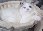 Sweetie - Ragdoll Kitten For Sale - Los Angeles, CA, US