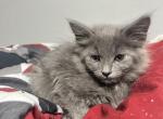 Siberian Kitten litter 2 - Siberian Kitten For Sale - Atlanta, GA, US