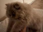 British longhair - British Shorthair Kitten For Sale - Fullerton, CA, US