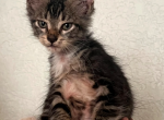 Munchkin - Domestic Kitten For Adoption - Baytown, TX, US