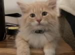 Mickey - Siberian Kitten For Sale - VA, US