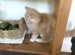 Marty - Siberian Kitten For Sale - VA, US