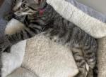 Whiskey - Domestic Kitten For Adoption - Jacksonville, NC, US