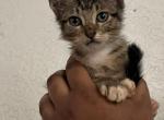 Nala - Domestic Kitten For Sale - Baytown, TX, US