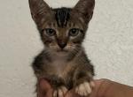 Grumpy - Domestic Kitten For Sale - Baytown, TX, US