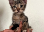 Gumdrop - Domestic Kitten For Sale - Baytown, TX, US