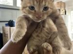 Adorable Kittens Looking for Their Forever Homes - American Shorthair Kitten For Sale - Silver Spring, MD, US