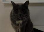 Chloe - Domestic Cat For Sale - Las Vegas, NV, US