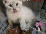 Patrick - Ragdoll Kitten For Sale - 