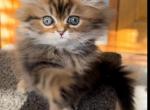 Tiger - Persian Kitten For Sale - 