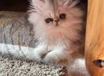 Sunny Panda - Exotic Kitten For Sale - 