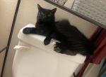 Sabrina - Domestic Cat For Sale - Las Vegas, NV, US